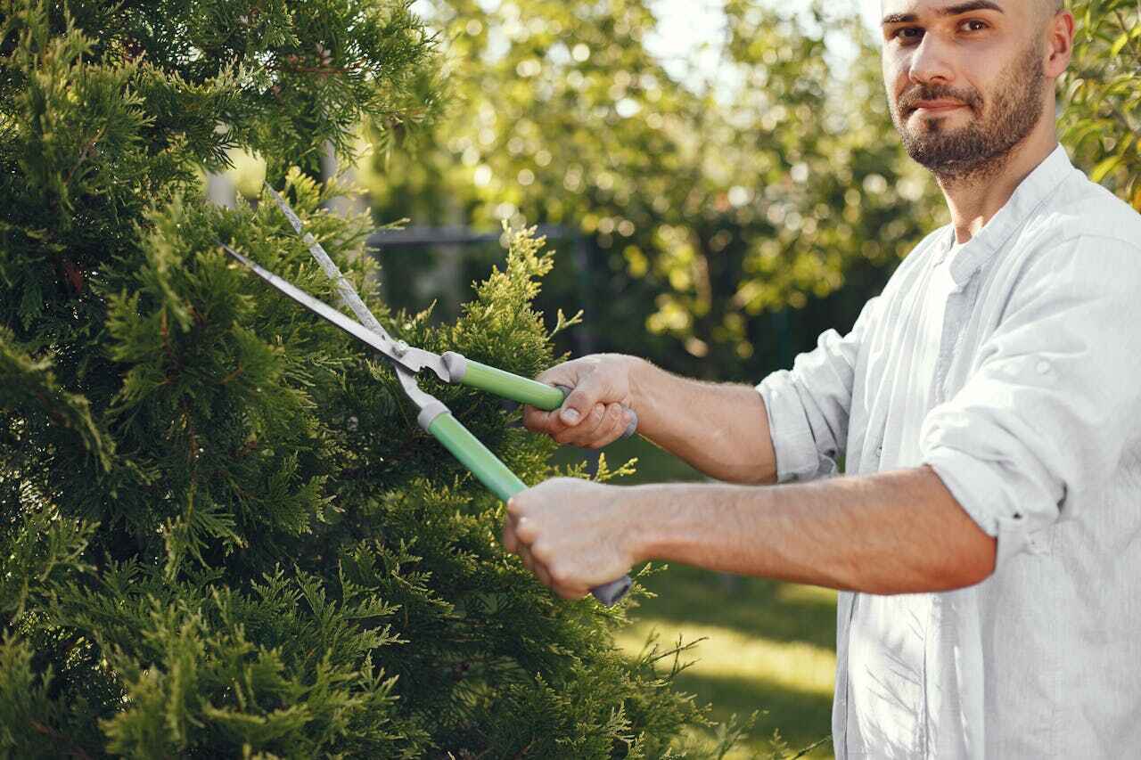 Tree Branch Trimming in Swainsboro, GA